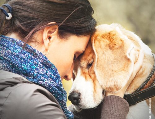 Sind Hunde wirklich empathisch?