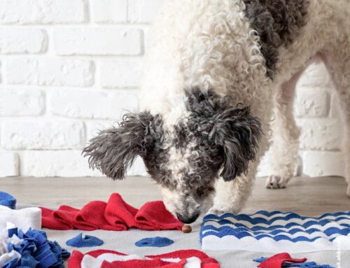 Die besten Beschäftigungen für hyperaktive Hunde