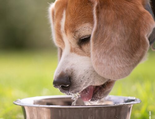 Hydration beim Hund: Wie viel Wasser braucht er wirklich?