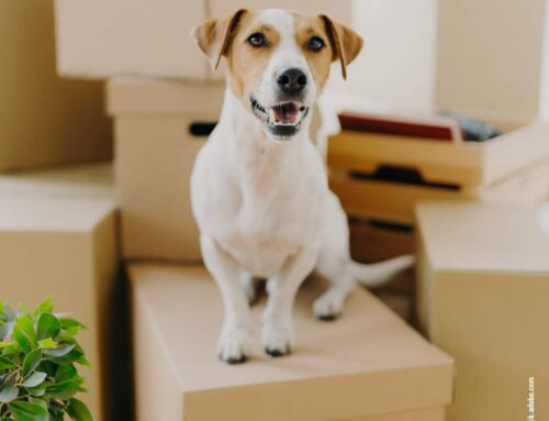Umzug mit Hund: Stressfreie Tipps für den Ortswechsel