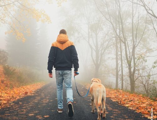 Herbstspaziergänge im Nebel: Sicherheit und Sichtbarkeit erhöhen