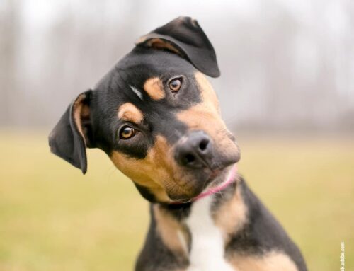 Hundeintelligenz: Wie schlau sind unsere Vierbeiner wirklich?
