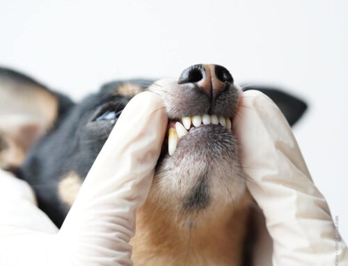 Zahnstein beim Hund: Vorbeugung und sanfte Entfernungsmethoden