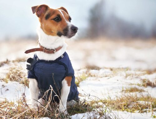 Kälteschutz: Wie du deinen Hund vor den ersten kalten Tagen schützt