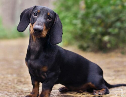 Rasseportrait Dackel