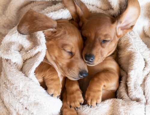 Schlafverhalten im Vergleich: Welpen, Erwachsene und Senioren