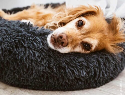 Die Bedeutung von Ruhetraining: Warum Entspannung genauso wichtig ist wie Bewegung