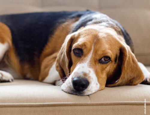 Verdauungsprobleme beim Hund: Ursachen, Anzeichen und natürliche Hilfe