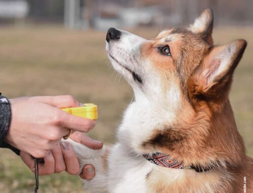 Clickertraining für Anfänger:innen: Spielerisch lernen mit System