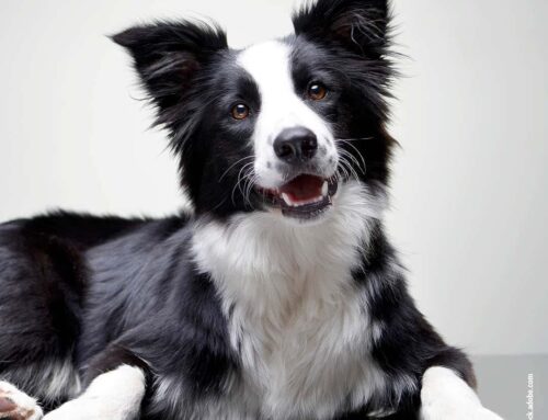 Der Border Collie – intelligent, energiegeladen und hochsensibel