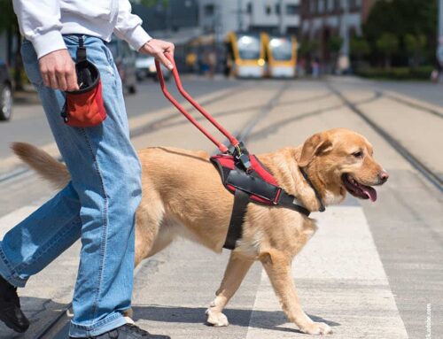 Hund und Stadtleben: Wie ihr gemeinsam den Großstadttrubel meistert