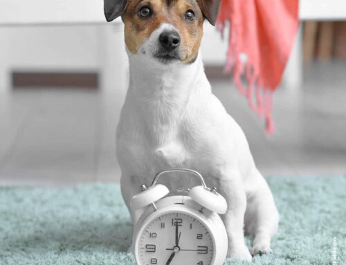 Wie Hunde Zeit wahrnehmen: Haben sie ein Gefühl für Vergangenheit und Zukunft?