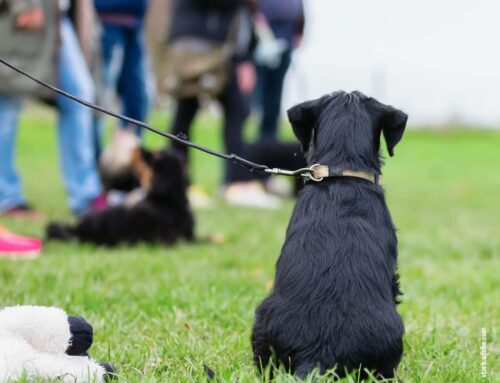 Wie man die richtige Hundeschule findet
