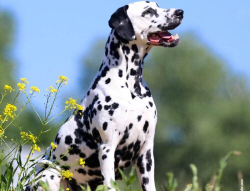 Der Dalmatiner – elegant, ausdauernd und voller Lebensfreude