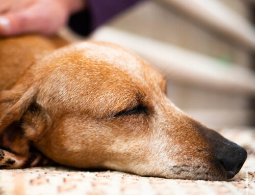 Pflegebedürftige Hunde: Alltagstipps für besondere Betreuung