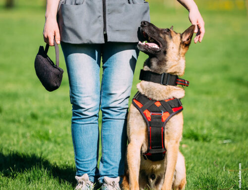 Training als Team: So wächst die Bindung zu eurem Hund