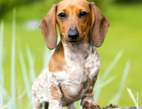 Der Dackel – klein, mutig und voller Persönlichkeit