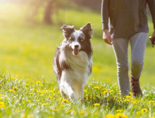 Outdoor-Abenteuer im April: Hundewanderungen und Picknicks