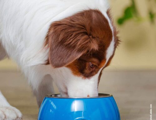 Vitamine & Mineralstoffe im Hundefutter: Was Hunde wirklich brauchen