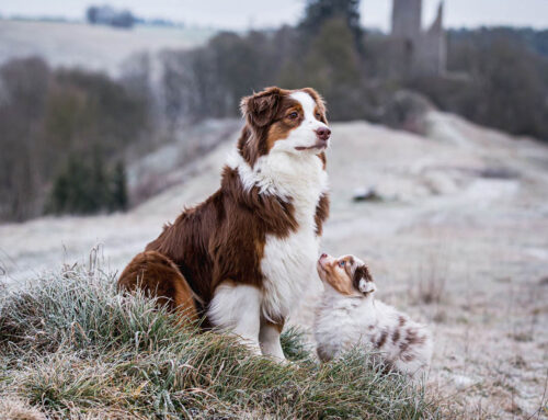 Der Australian Shepherd – intelligent, aktiv und ein echter Arbeitshund