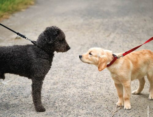 Hundebegegnungen richtig meistern: Entspannt bleiben trotz anderer Vierbeiner