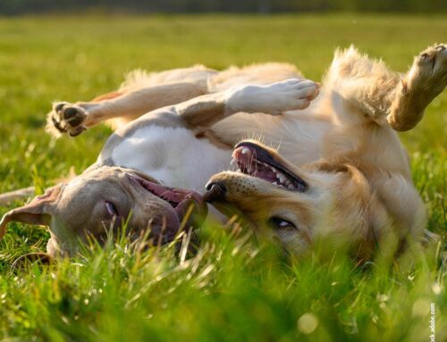 Pubertät bei Hunden: Wenn aus dem Welpen ein Teenager wird