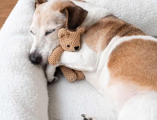 Warum Hunde träumen: Die Rolle von REM-Schlaf für ihre Psyche 