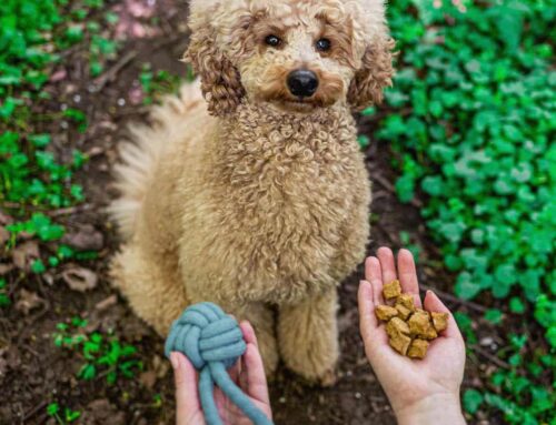 Belohnung richtig einsetzen: Motivation statt Bestechung im Hundetraining