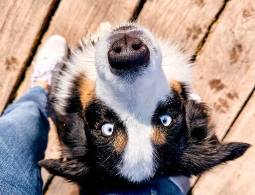 Die Bedeutung von Ritualen für das Sicherheitsgefühl des Hundes