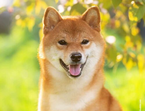 Der Shiba Inu – eigenständig, intelligent und voller Charakter