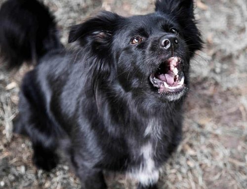 Hund bellt viel: Gründe und wie ihr das Verhalten reduziert