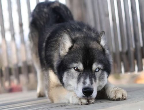 Schmerzen beim Hund erkennen: Anzeichen, die viele übersehen
