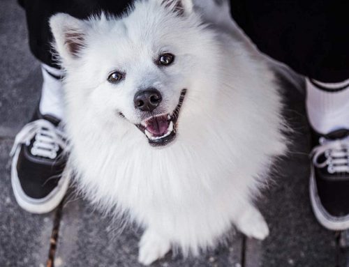 Warum folgen Hunde uns überall? Bindungsverhalten einfach erklärt