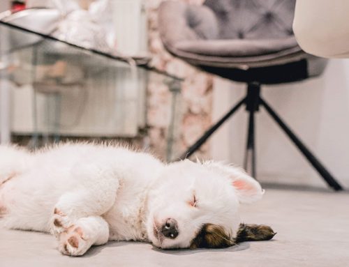 Besuch mit Hund: So bleibt euer Vierbeiner entspannt bei Gästen