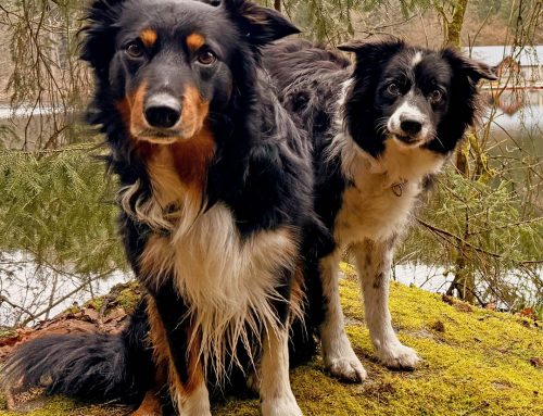 Können Hunde eifersüchtig sein? Was wirklich dahintersteckt