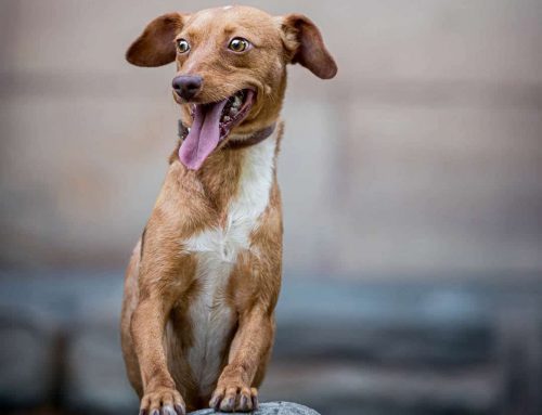 Körpersprache lesen lernen: So erkennt ihr Stresssignale beim Hund rechtzeitig