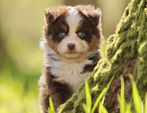 Stubenreinheit beim Hund: Tipps für Welpen und erwachsene Hunde