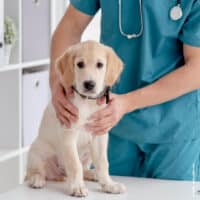 Ein Tierarzt in blauer Praxiskleidung untersucht einen hellen Welpen auf einem Behandlungstisch.