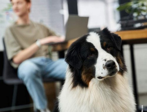 Hund im Büro: Rechte, Tipps und Voraussetzungen für den Alltag