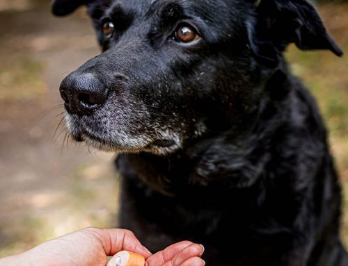 Medikamente beim Hund geben: Tipps für eine stressfreie Einnahme