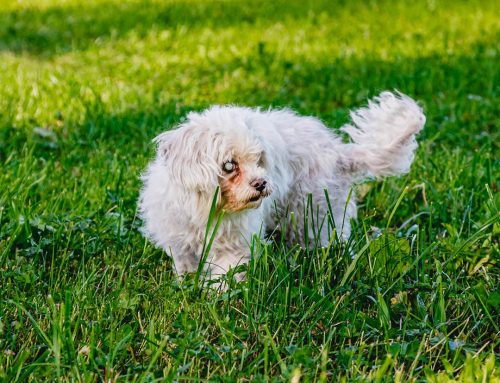 Seniorhund beschäftigen: Ruhige, aber sinnvolle Aktivitäten für euren Oldie