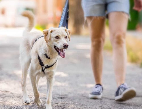 Wie oft muss ein Hund raus? Richtwerte nach Alter und Rasse