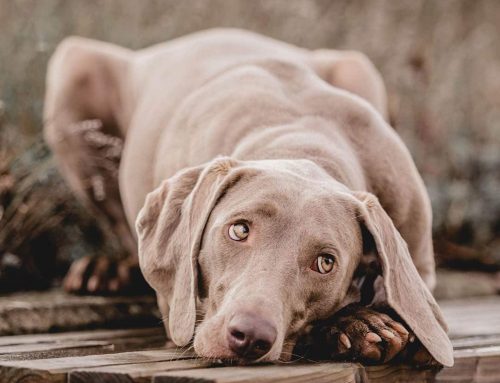 Haben Hunde ein schlechtes Gewissen? Mythos oder Wahrheit