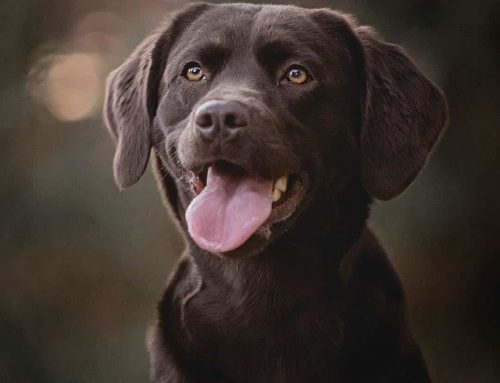 Der Labrador Retriever – freundlich, vielseitig und ein echter Familienhund