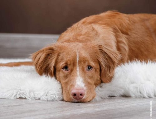 Magendrehung beim Hund: Symptome, Risiko-Rassen und lebensrettende Sofortmaßnahmen