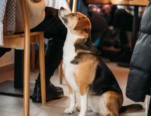 Mit Hund im Restaurant: Tipps für einen entspannten Lokalbesuch