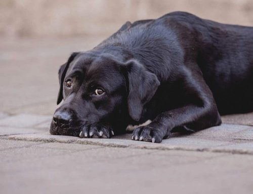 Frustrationstoleranz beim Hund stärken: Übungen für mehr Selbstbeherrschung