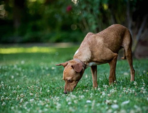 Giftköder-Radar & Prävention: So schützt ihr euren Hund vor gefährlichen Ködern